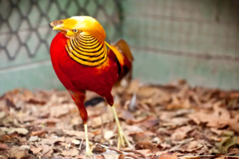 Colombia se consolida como líder mundial en avistamiento de aves con Cartagena como epicentro