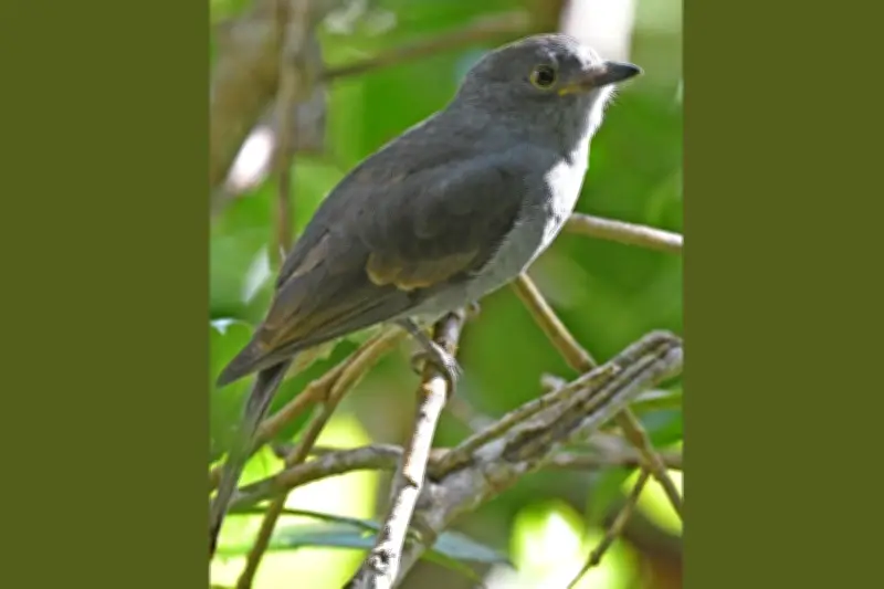 Conflicto armado en Colombia ha afectado a más de 100.000 animales y amenaza 44 especies