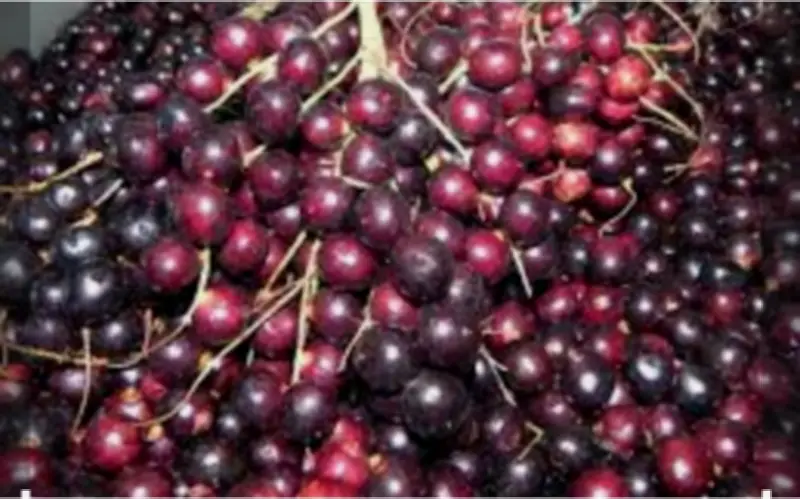 Corozo: el oro rojo del Caribe colombiano que debes conocer