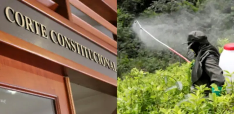 Corte niega tutelas por glifosato; magistrado pide replantear jurisprudencia
