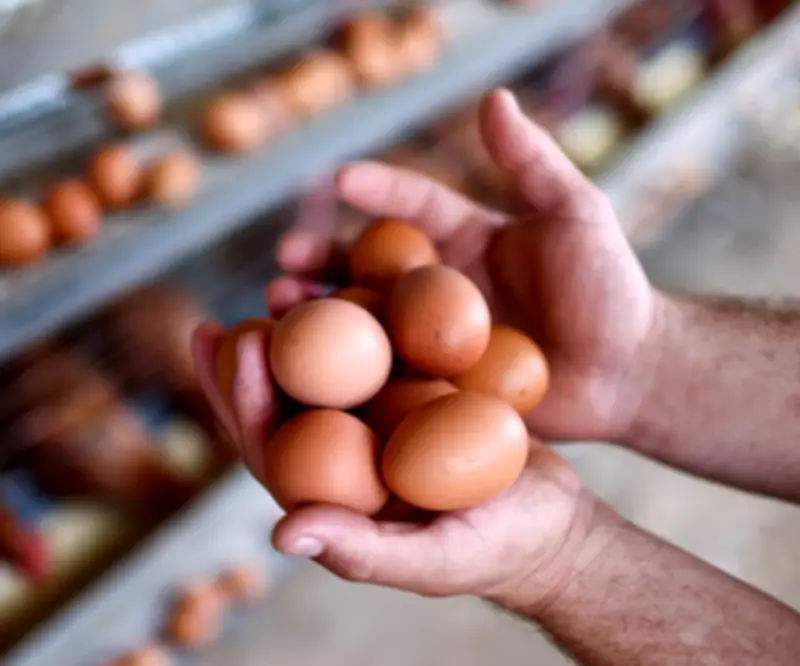 Crisis en el sector avícola: 10 millones de huevos represados por bloqueos viales