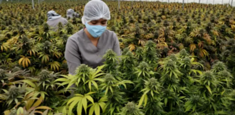 Cuerpo humano produce endocannabinoides similares a la marihuana