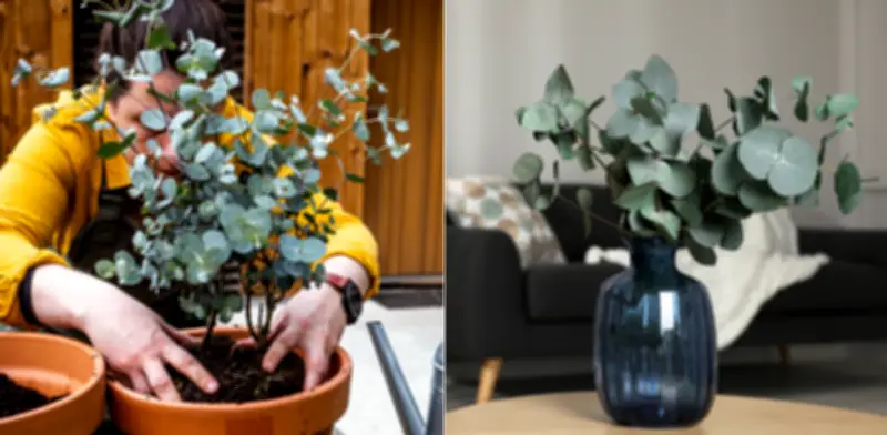 Cultivo de Eucalipto en Casa: Guía Completa de Cuidados y Beneficios Domésticos