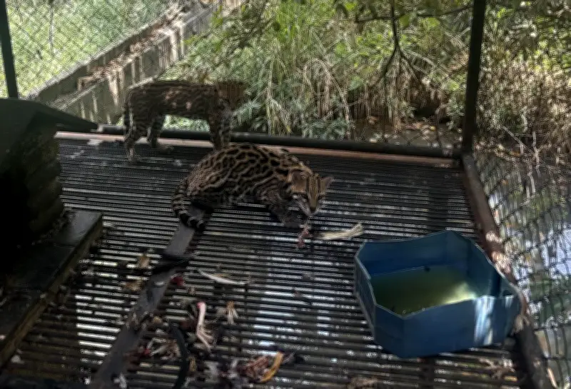 CVC rescata dos ocelotes en cautiverio en Jamundí, evidenciando el persistente tráfico de fauna