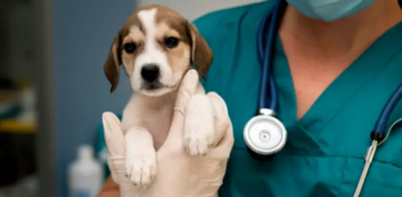 Día del Veterinario: claves para consultas sin estrés en perros y gatos