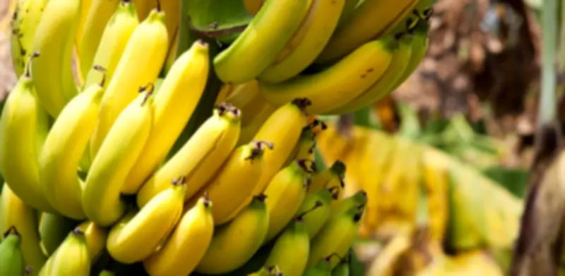 De desechos a innovación: los troncos de banano revolucionan la industria textil y del papel
