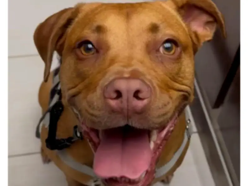 De perra aterrorizada en refugio a animal de servicio: la transformación de Chloe