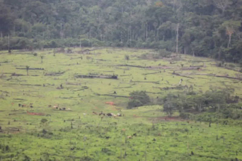 Deforestación en Colombia aumentó 6% en 2025 por expansión ganadera según Ideam