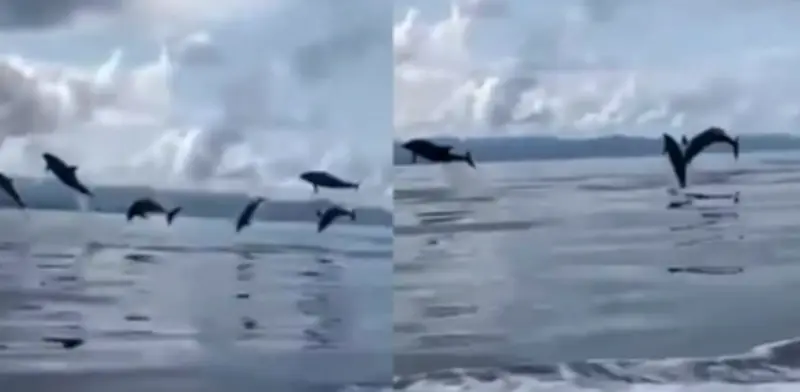 Delfines sorprenden a viajeros con espectáculo natural en trayecto entre Necoclí y Capurganá