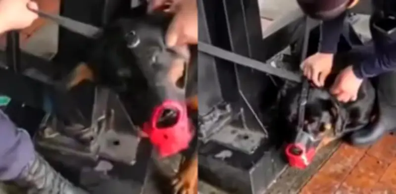 Denuncian maltrato a perro de vigilancia en TransMilenio: empresa responde y autoridades actúan