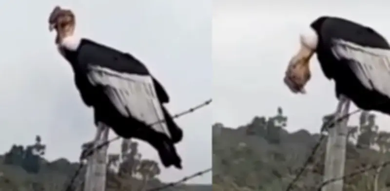 Deportista capta encuentro cercano con majestuoso cóndor de los Andes en el Parque Puracé