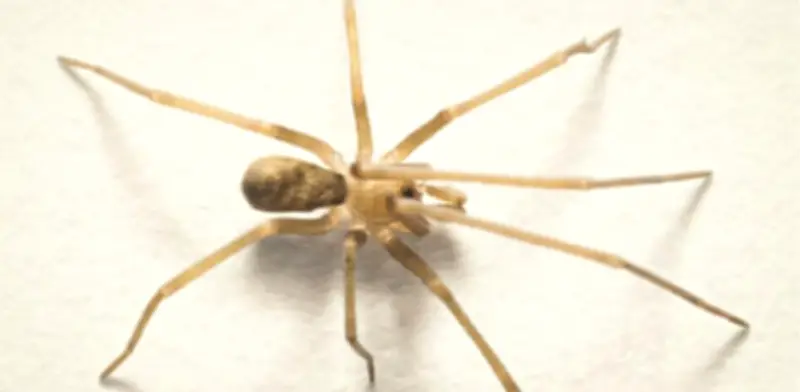 Descubren nueva especie de araña en Colombia bautizada en honor a Pink Floyd
