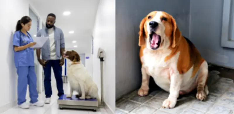 Diabetes en perros: dueños detectan la enfermedad cuando ya está avanzada