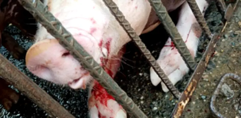 Disparos y explosivos desde drones afectan fincas en Jamundí: cerdos heridos en combates