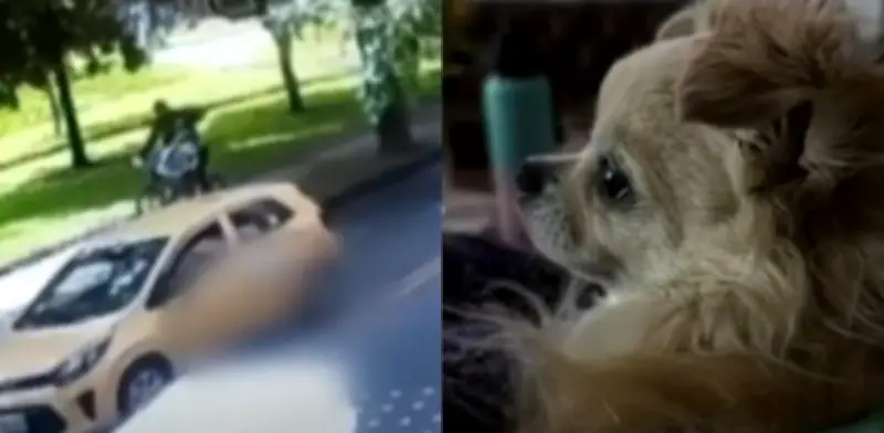 Dueña de perro atropellado en Bogotá exige arresto de taxista: 'Me aterra su inhumanidad'