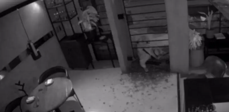 Dueño de 'Débora' en Zona G: ladrón sabía cómo moverse; robo duró 4 min