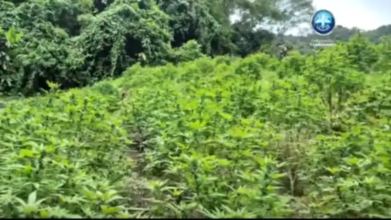 Ejército erradica dos hectáreas de cultivos ilícitos en Yacopí, Cundinamarca