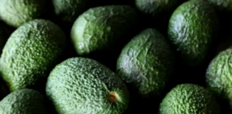 El aguacate Hass colombiano enfrenta ajuste por caída de precios mundial y sobreoferta