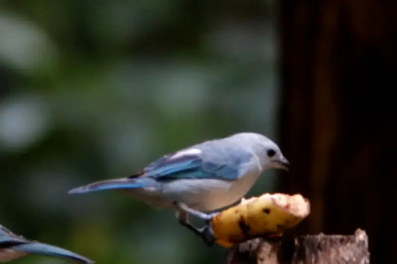 El azulejo común: el ave de intenso azul que sostiene los ecosistemas de Bogotá y Cundinamarca