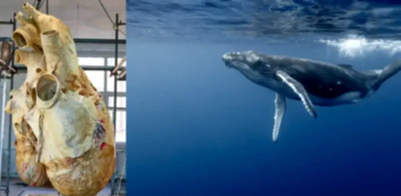 El corazón de la ballena azul: la máquina biológica que revela los límites de la naturaleza