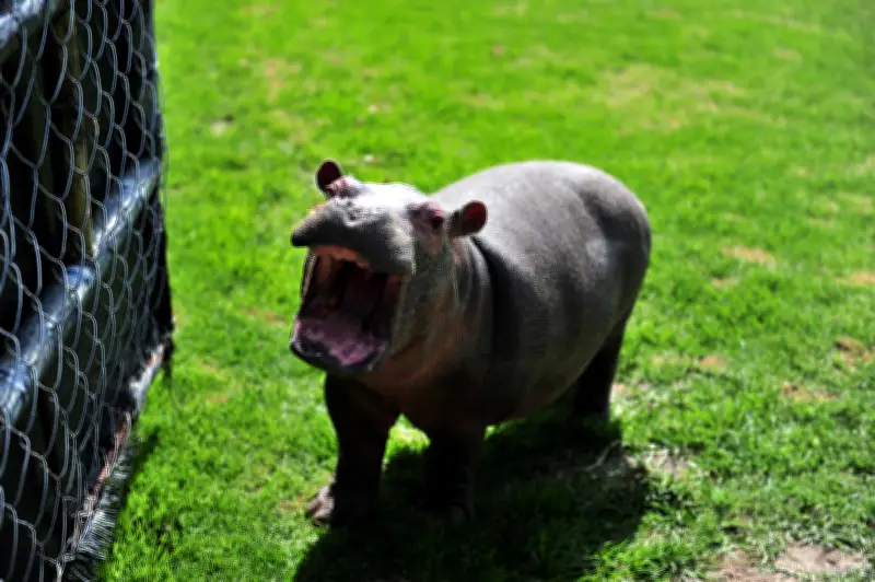 El dilema ético de los hipopótamos en Colombia: ¿Control letal o inacción irresponsable?