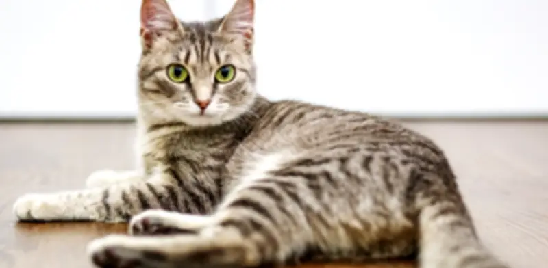 El lenguaje corporal de los gatos: cómo interpretar cola, ojos y postura de su michi