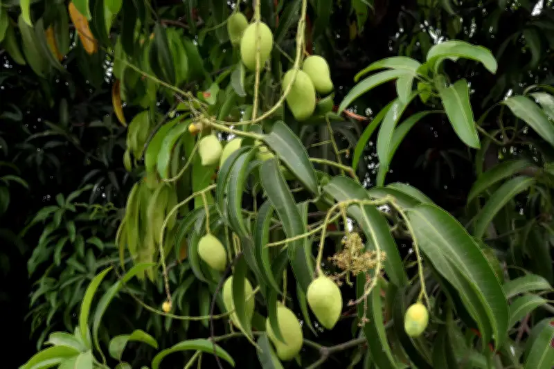 El mango: más que una fruta, un árbol de tradición y beneficios medicinales