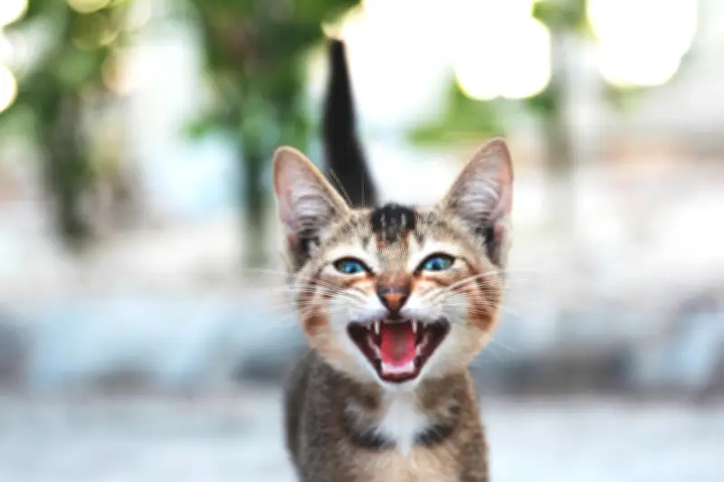 El misterioso parloteo felino: por qué los gatos emiten sonidos extraños al ver pájaros