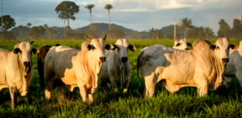 El Niño amenaza con subir hasta 70% el precio de lácteos en el Caribe