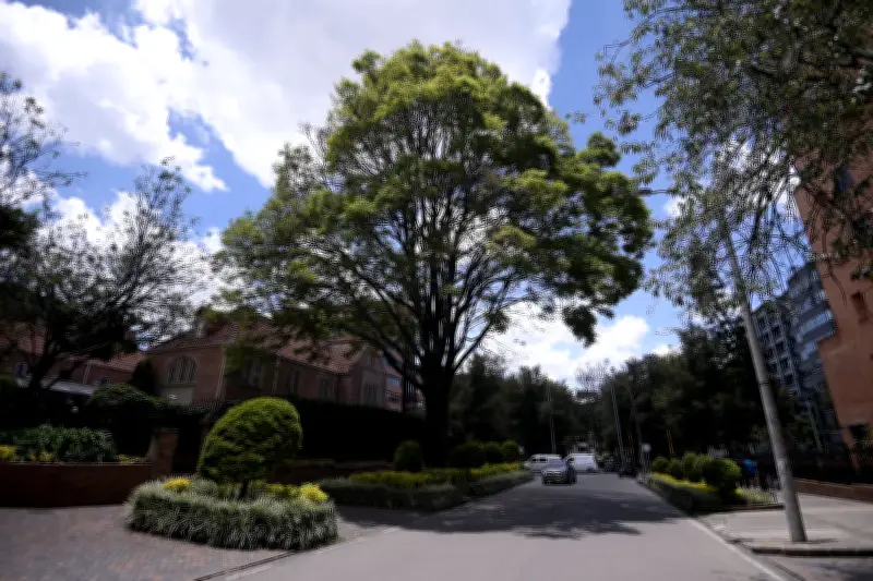 El Nogal Andino: El Árbol Insignia de Bogotá que Supera los 200 Años y Enfrenta Riesgo de Extinción