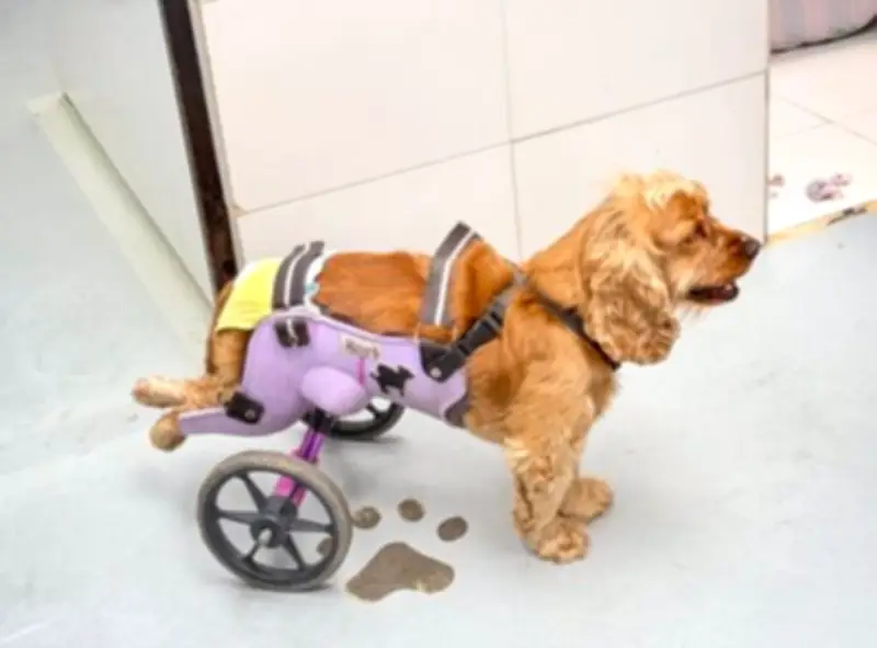 Estudiantes de Unicafam fabrican sillas de ruedas 3D para perros con discapacidad