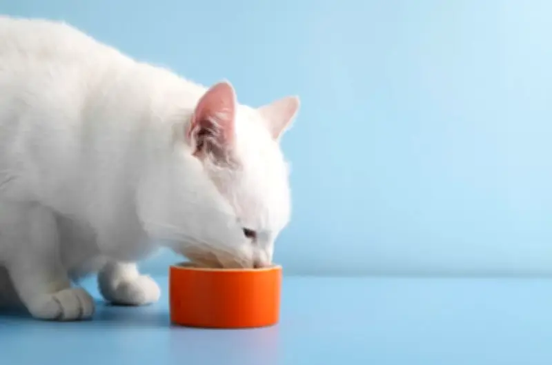 Estudio japonés revela por qué los gatos dejan comida: se aburren del olor