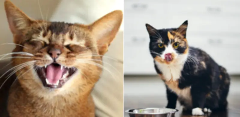 Estudio japonés revela que el olfato es clave en el apetito felino y cómo combatir el 'aburrimiento olfativo'