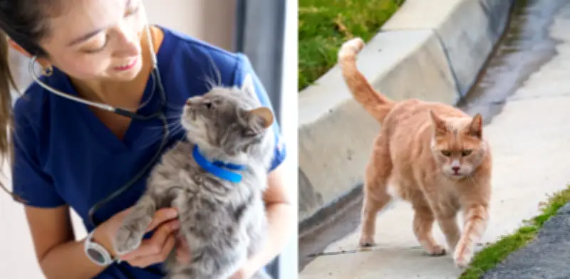 Estudio revela que gatos que salen a la calle viven solo 7 años: riesgos y alternativas