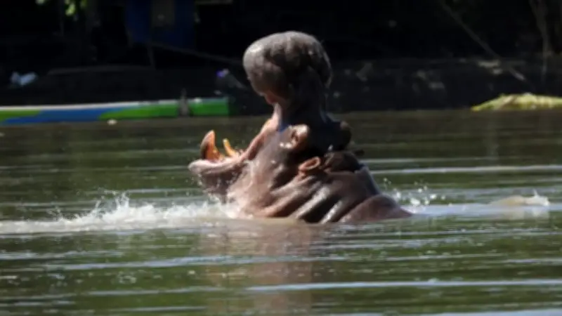 Eutanasia de hipopótamos en Colombia será gradual: autoridades detallan complejo proceso técnico y ético