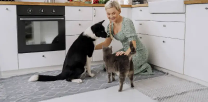 Expertos recomiendan despedirse de mascotas antes de salir para reducir su ansiedad