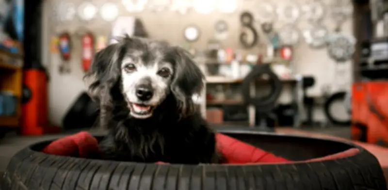 Factores que determinan la longevidad canina: desde la obesidad hasta el tamaño de la raza