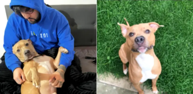 Fallece Magnus, el perro de Camilo Triana que inspiró a miles en su batalla contra el cáncer