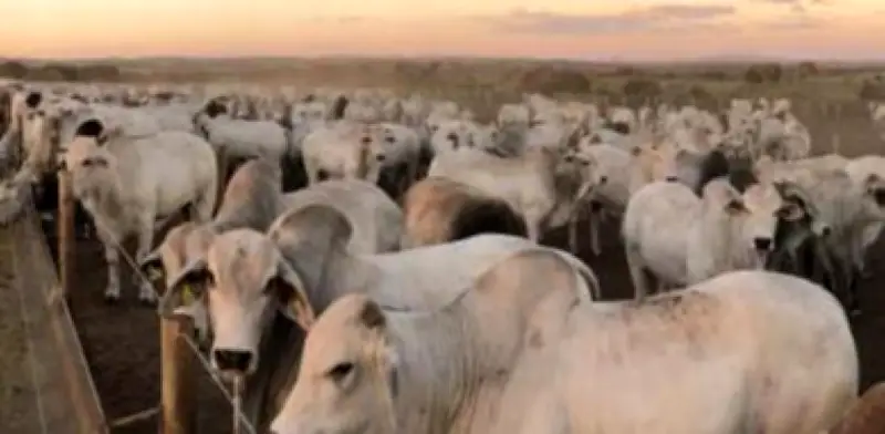 Fedegán rechaza propuesta de Petro sobre exportaciones de carne y atribuye alza de precios a mayor consumo