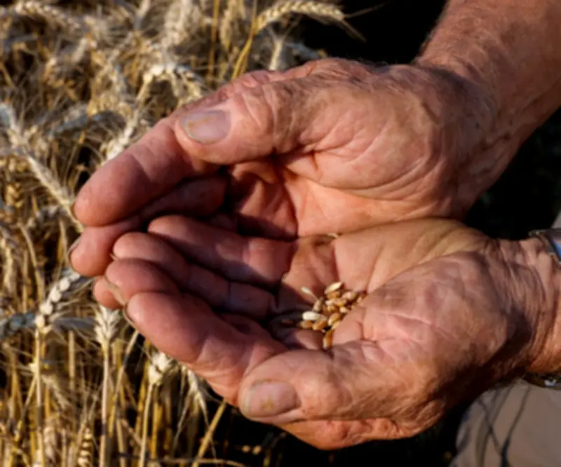 FMI, BM y PMA advierten que conflicto bélico profundiza crisis alimentaria global