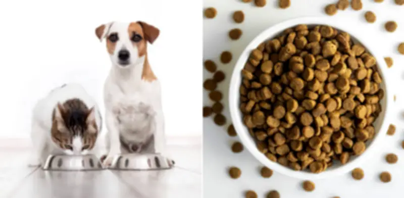 Frecuencia de alimentación en perros y gatos: recomendaciones según edad