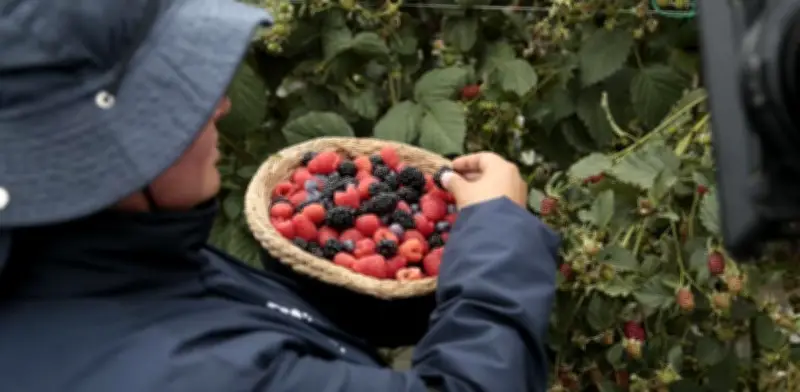 Frutos rojos colombianos: aliados de la salud y rostro del campo en campaña 'Guardianes de la Frescura'