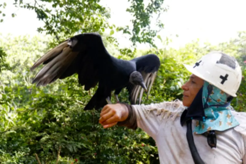 Gallinazos en Santander: especies esenciales y el caso único de 'Chulomán'