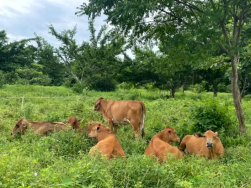 Ganadería regenerativa en Santander: El secreto está en el 'efecto pisoteo' y dietas biodiversas