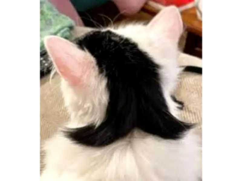 Gato con pelaje que simula corte 'mullet' de los 80 se vuelve viral en redes sociales