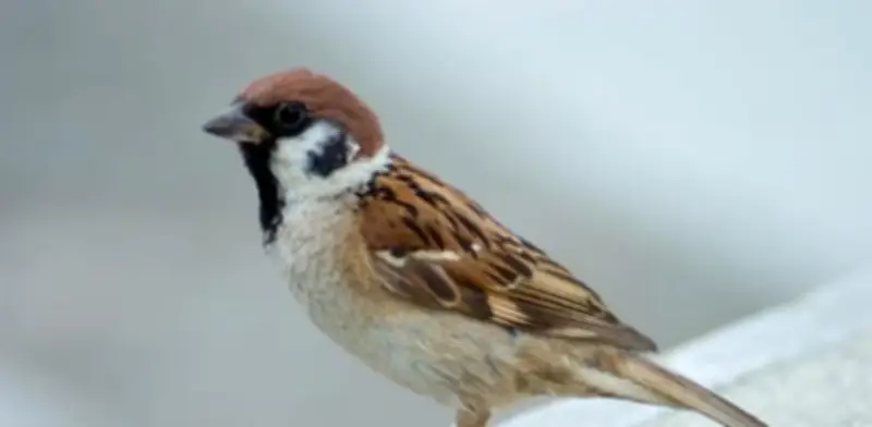 Gorriones anidan en hogares: símbolo de buena suerte y protección familiar según estudios