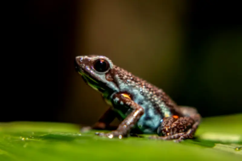 Guardianes de la selva: la lucha contra el tráfico ilegal de ranas venenosas en Colombia