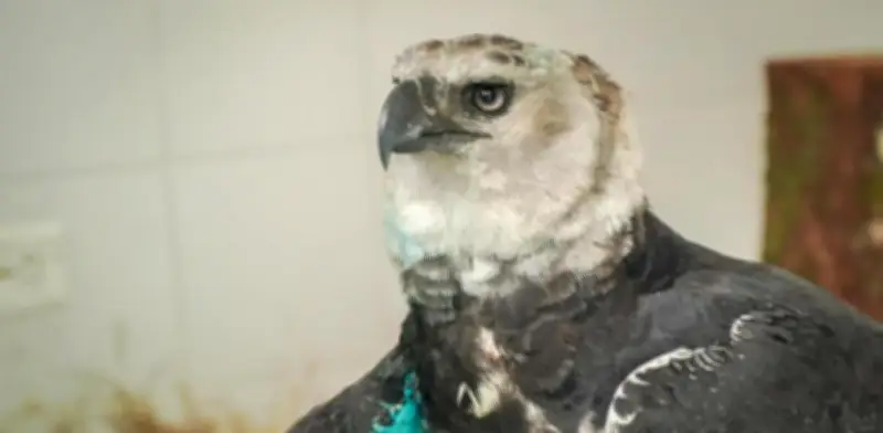 Águila arpía herida en Meta será operada en Pereira: lucha por sobrevivir con fractura en el ala