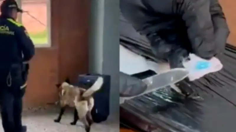 Hallan maleta con 8 kilos de cocaína y GPS en El Dorado, con destino a Canadá