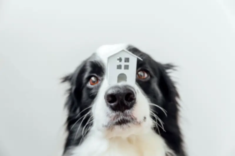 Hogares inteligentes pet friendly ganan terreno en Colombia